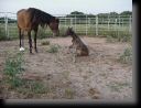 2002 Black Egyptian Arabian Colt - un-named.JPG